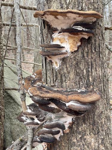bracket fungus in February at Dykes Pond Loop in northeast MA
