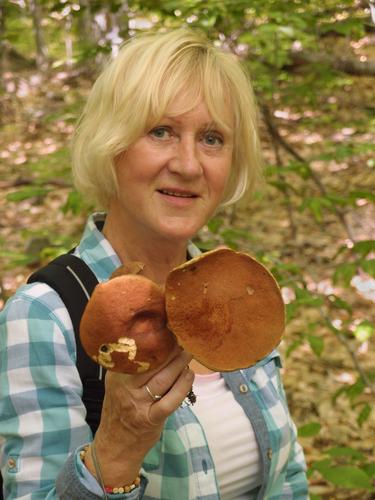 collecting edible mushrooms on the trail to Eagle Mountain near Jackson in New Hampshire