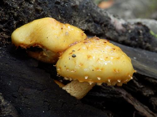 Golden Pholiota (Pholiota aurivella) mushroom