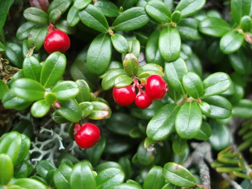 Mountain Cranberry berries