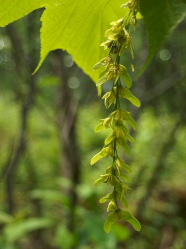 A Striped Maple (Acer pensylvanicum) is just starting to fruit out in June on Eagle Cliff in New Hampshire