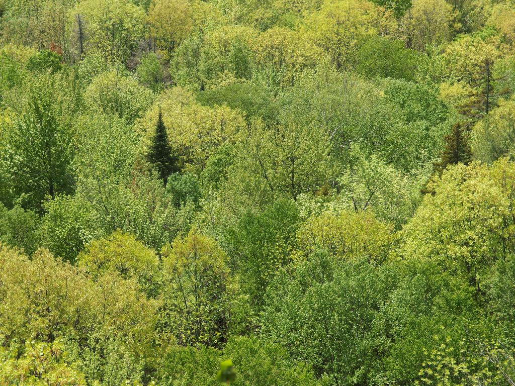 neat valley view with new foliage in pastel green colors as seen from Eagles Nest in southern New Hampshire