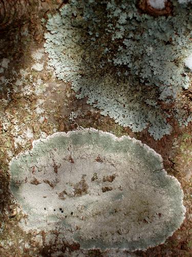 two species of lichen on a tree trunk in winter