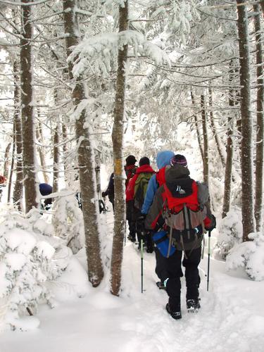 winter hikers walk through the woods near the summit of East Osceola in New Hampshire