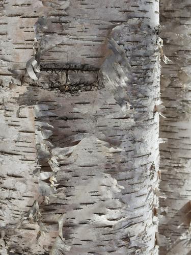 birch bark at East Side Trails near the Harris Center in southern New Hampshire