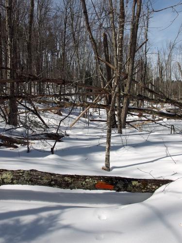fallen blaze in March at East Side Trails near the Harris Center in southern New Hampshire