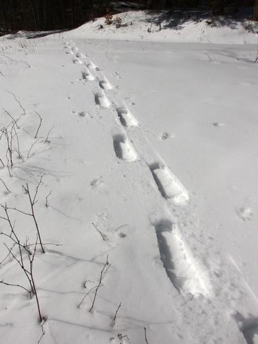 first-visitor snowshoe tracks in March at East Side Trails near the Harris Center in southern New Hampshire