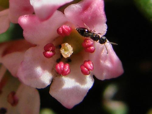 ant on Alpine Azalea flower