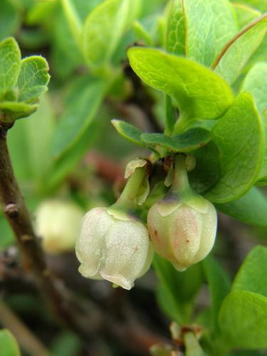 Alpine Bilberry (Vaccinium uliginosum)