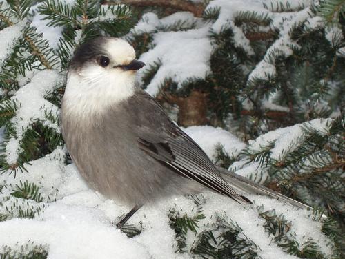 Gray Jay (Perisoreus canadensis) in January on Mount Eisenhower in the White Mountains of New Hampshire