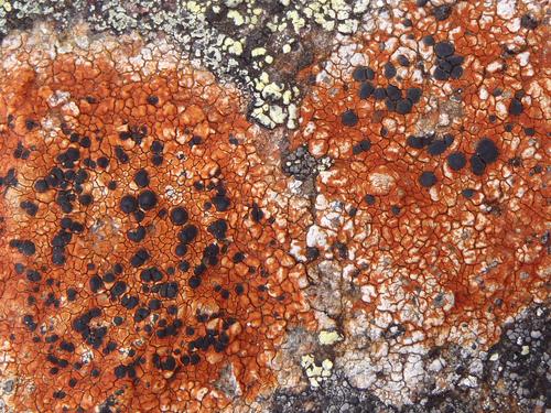 Gray-orange Disk Lichen (Lecidea lapicida)