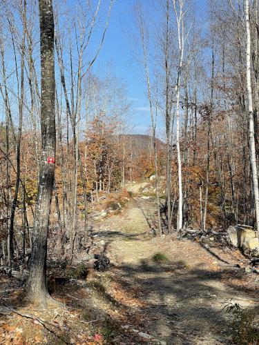 trail in November at Mount Eleanor in New Hampshire