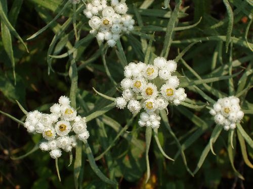 Pearly Everlasting flowers