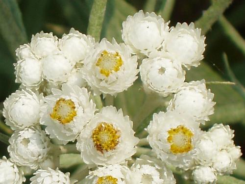 Pearly Everlasting flowers