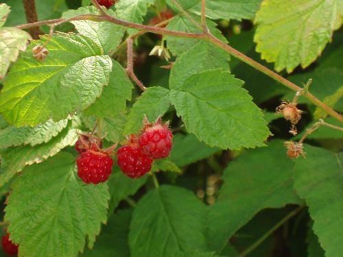 Red Raspberry berries