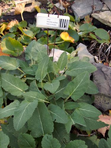 herb in September at Elm Bank Reservation in eastern MA