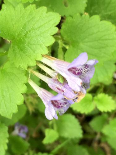Ground Ivy (Glechoma hederacea) in June at Emerson-Thoreau Amble in Massachusetts