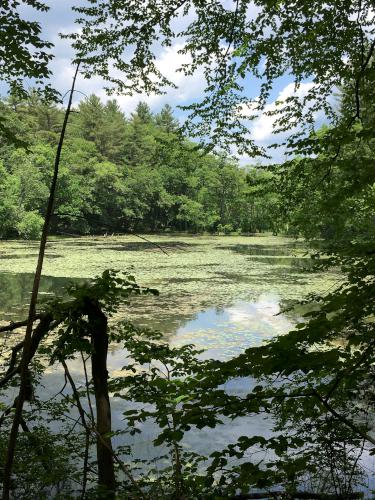 Fairyland Pond at Emerson-Thoreau Amble in Massachusetts