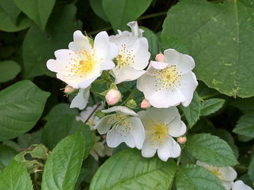 Multiflora Rose (Rosa multiflora) in June at Emerson-Thoreau Amble in Massachusetts