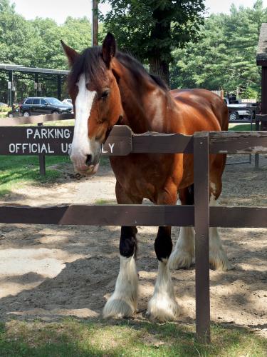 horse at the Massachusetts State Police Mounted Unit near Emerson's Cliff in Concord, Massachusetts
