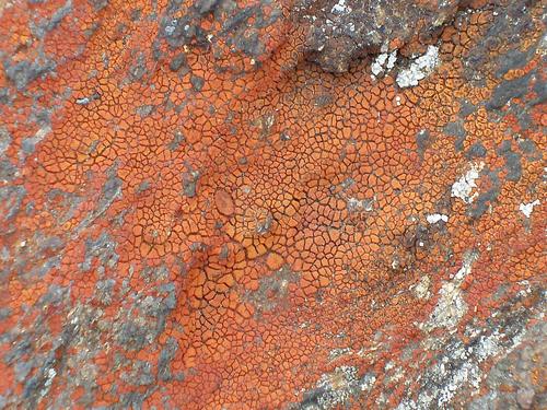 Granite Firedot Lichen on the summit of Engine Hill in New Hampshire
