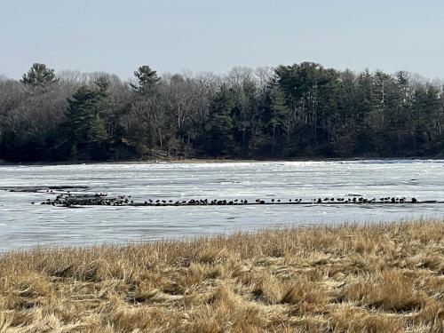 birds in January at Great Esker Park near Weymouth in eastern Massachusetts