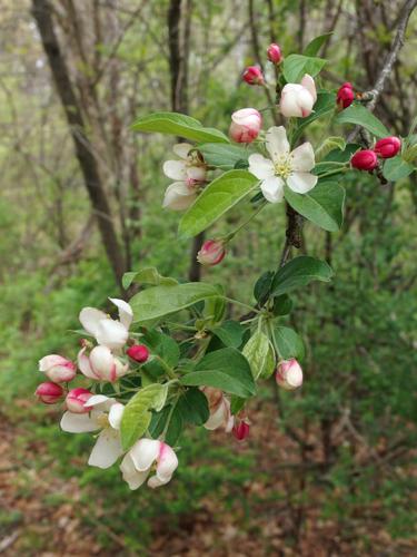 flowers (perhaps crab apple) in May at Estabrook Woods near Concord, MA
