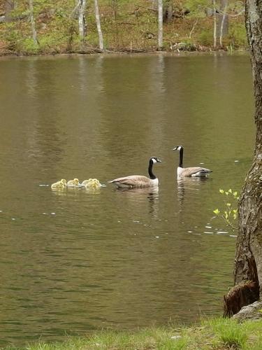 geese and goslings in May at Estabrook Woods near Concord, MA