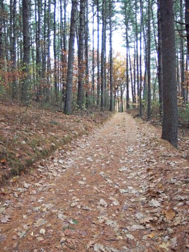 woods road at Fairhaven Hill Trails in eastern Massachusetts