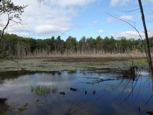 view in September of the old cranberry bog at Farandnear Reservation near Shirley in northeast Massachusetts