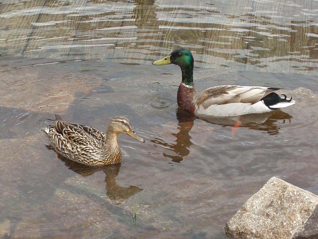 a pair of Mallards (Anas platyrhynchos) swim above a submerged deck on Shannon Pond near Faraway Mountain in New Hampshire