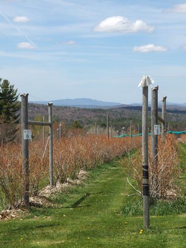 view of Ragged Mountain from Carter Hill Orchard at the end of the West End Farm Trail in Concord, New Hampshire