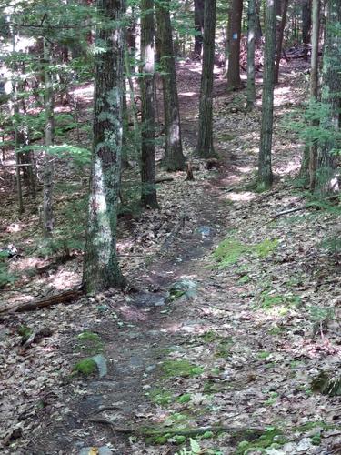 trail at Farnum Hill in western New Hampshire