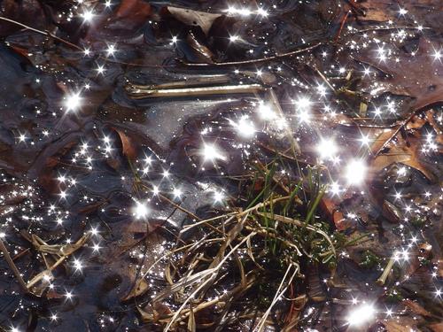glistening trailside wetland at Fawn Lake Conservation Area in northeastern Massachusetts