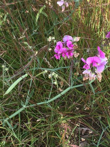 Everlasting Pea (Lathyrus latifolius) on Federal Hill in southern New Hampshire