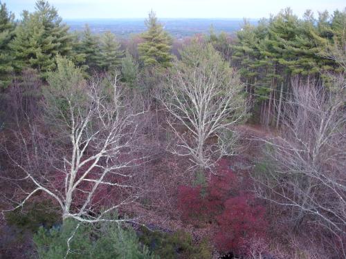 woods in November atop Federal Hill in southern New Hampshire