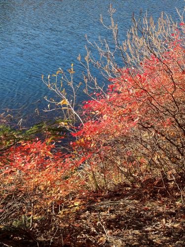 late-fall color in November at Ferrin Pond in southern New Hampshire