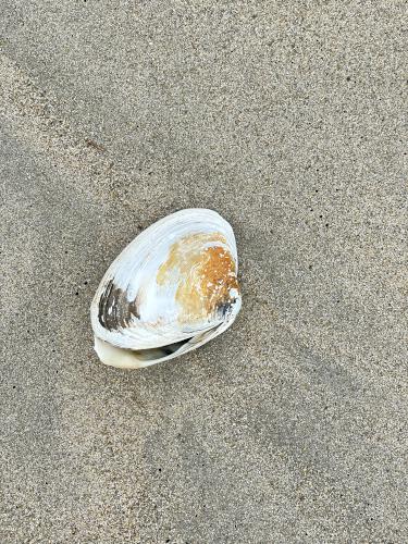 shell in February at Ferry Beach in New Hampshire