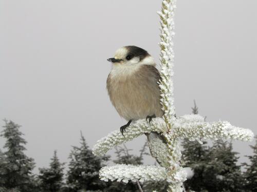 Gray Jay (Perisoreus canadensis) in February on Mount Field in the White Mountains of New Hampshire