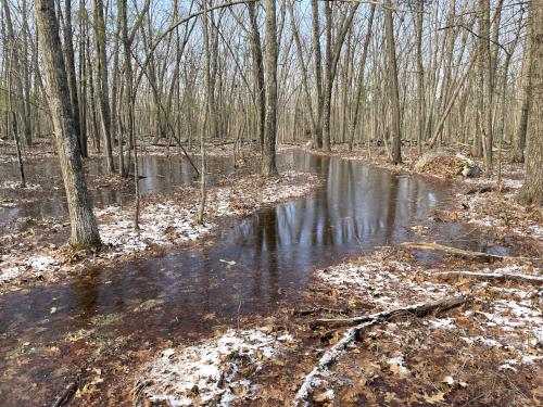 flooded trail in January at Fish Brook Reservation in northeast MA