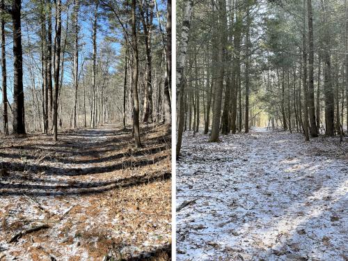 trails in January at Fish Brook Reservation in northeast MA