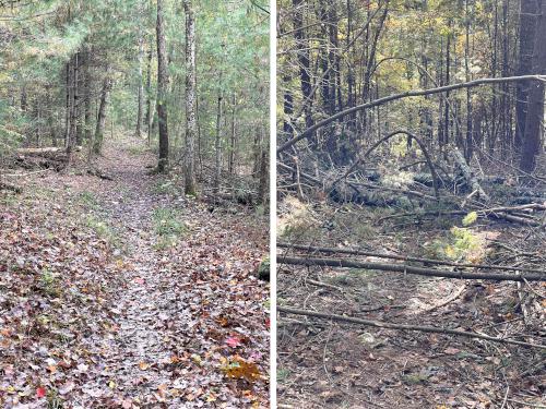 good and bad trails in October at Flagg Hill near Boxborough in northeast MA
