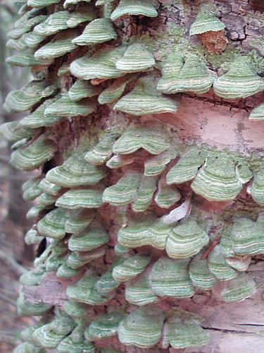 bracket mushrooms (probably Mossy Maze Polypore) on a birch tree