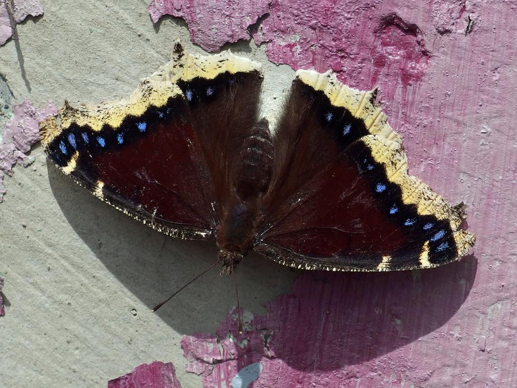 a Mourning Cloak butterfly sits tight on wall graffiti at Flat Rock Wildlife Sanctuary in Massachusetts
