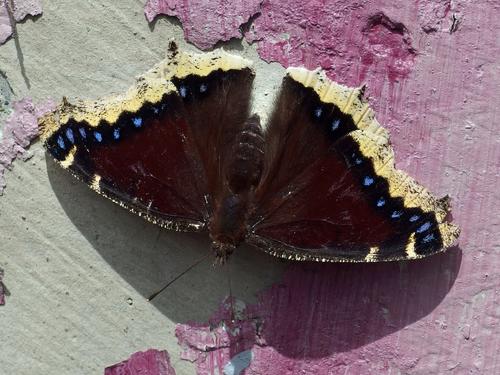 Mourning Cloak butterfly atop graffiti at Flat Rock Wildlife Sanctuary at Fitchburg in Massachusetts