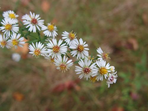Calico Aster (Aster vimineus) in September at Floodplain Forest near Concord in southern New Hampshire