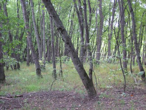 woods at Floodplain Forest near Concord in southern New Hampshire
