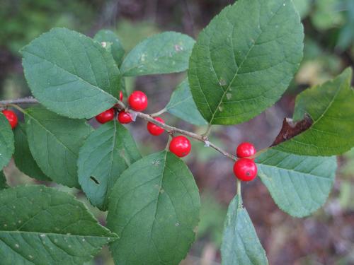 Common Winterberry (Ilex verticillata) in September at Floodplain Forest near Concord in southern New Hampshire