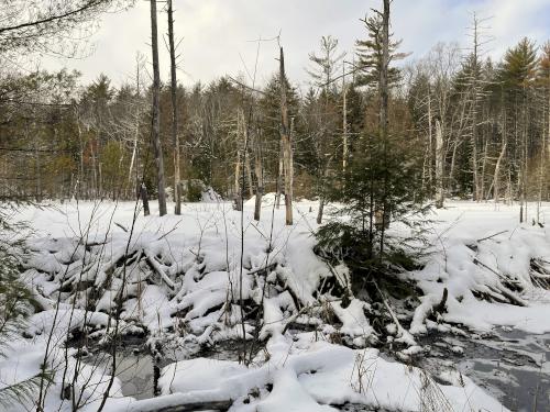 beaver dam in January beside the Fogg Hill Trail near Meredith, New Hampshire