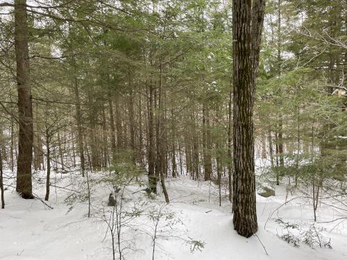 a throng of young Hemlocks in January at Fogg Hill in New Hampshire